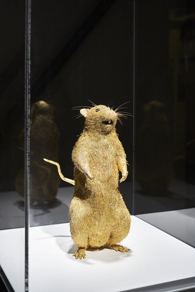SUPER RAT HAPPY SPRING, 2022, Stuffed rat, gold leaf, 22.5×9×11.5cm, Installation view: “Chim↑Pom: Happy Spring” (Mori Art Museum, Tokyo, 2022), Photo by Kenji Morita, Courtesy of Mori Art Museum, Tokyo