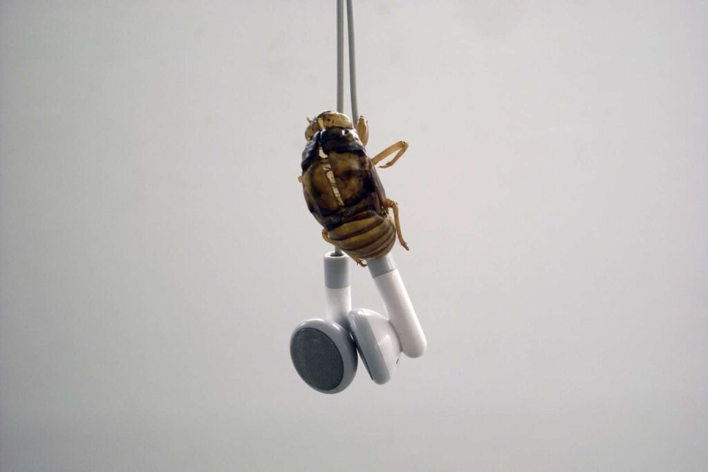 Cicada