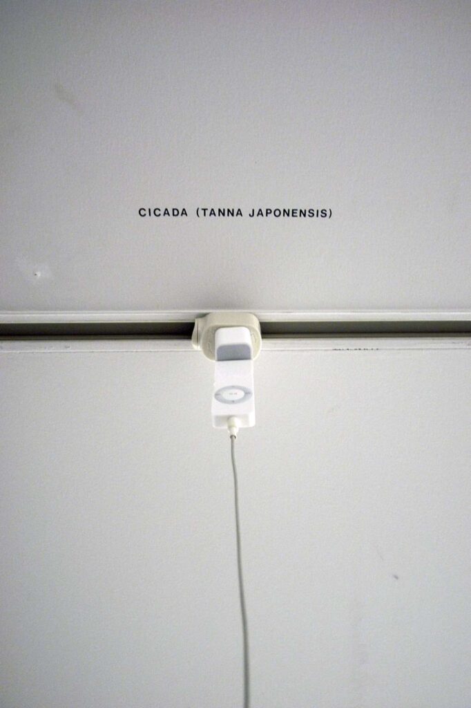 Cicada