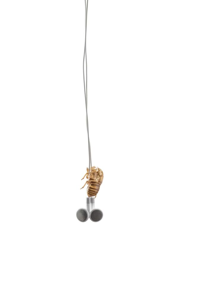 Cicada